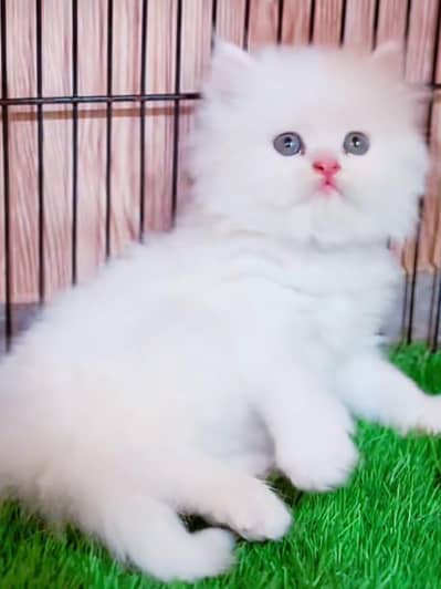 Persian cat female 40 train triple code 03251512133 my WhatsApp number