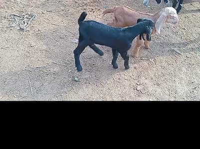 goat Male female   MashHALLAH healthy and active pair last price 22500