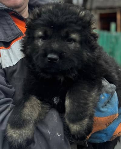 Imported Caucasian Shepherd | Puppies Top Quality | Highly Pedigree p