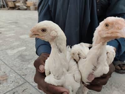 White aseel long tail Indian parrot beak chicks (tamil nadu)