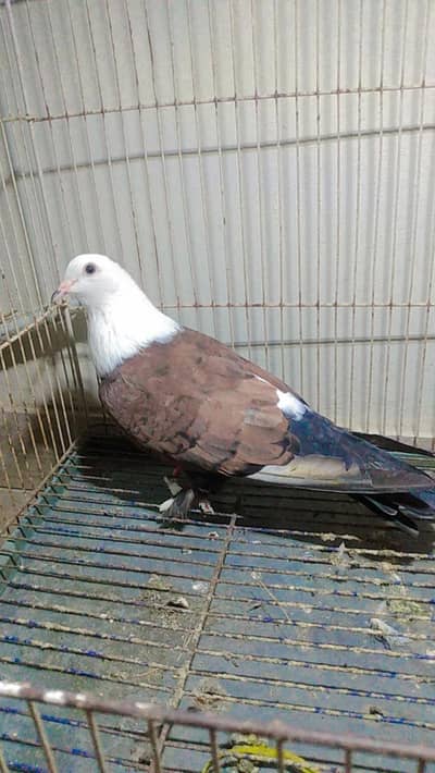 Pamoz Karbalai Female For Sale