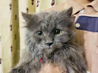 Persian Cat Male