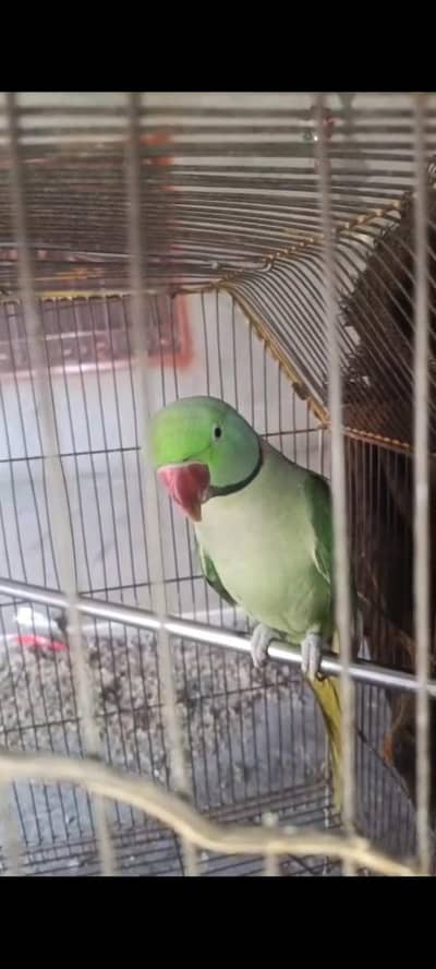 Raw Parrot 