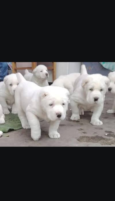 King Alabai | Alabal Puppy | High Quality