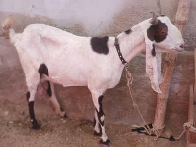 ablaq bakri