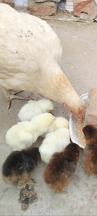 Quality Heera Cross Chicks with hen