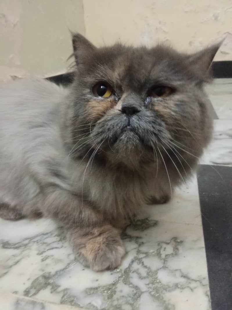 پرشین بلی سیل 1