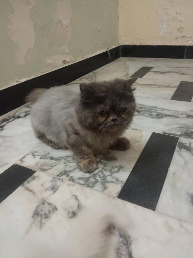 پرشین بلی سیل 4