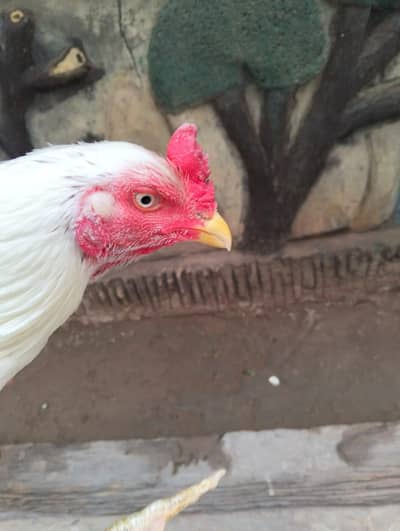 Aseel White Mianwali Murgha