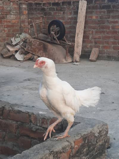 Aseel birds imp breed