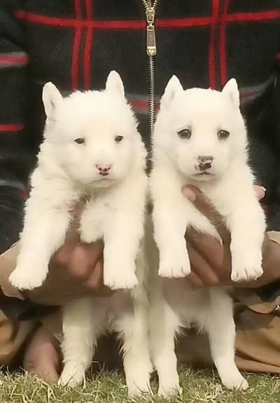 Russian puppy Male and female available for sale