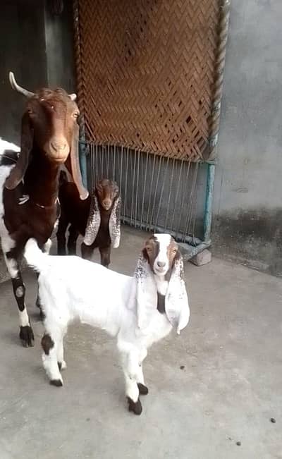 1 Goat and 2 females kid's available for sale