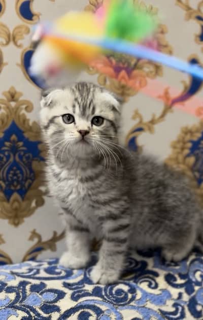 Scottish fold kittens available