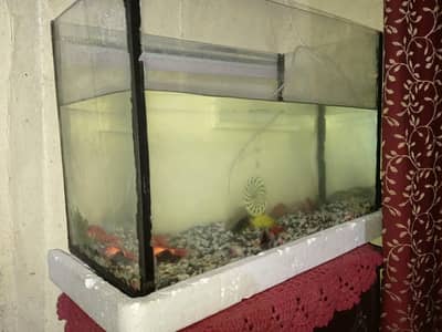 Fish Aquarium