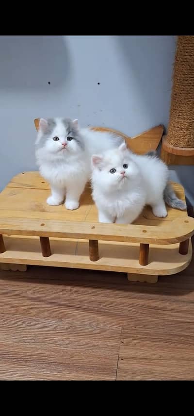 Quality Persian Punch face cat & kitten =03065316938=Whatsapp