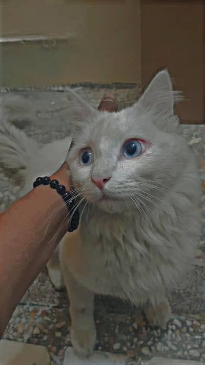 Persian Cat White Contact 03325758152