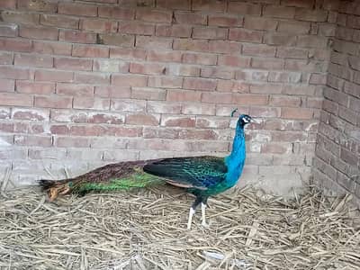 peacock male