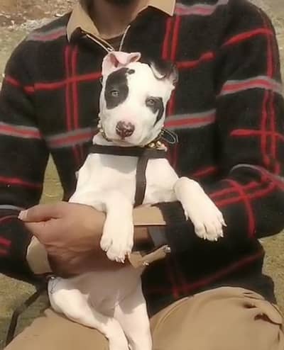 paver kuwati gultair female available for sale