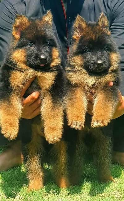 pair German Shepherd dog proper for sale please call WhatsApp