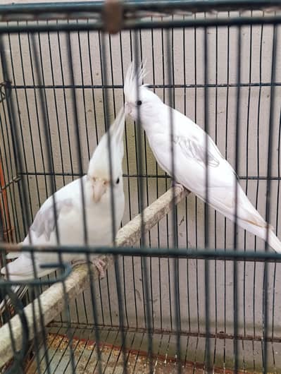 Cocktail Vpide Or Hoboromo Pair