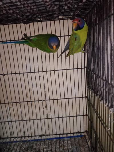 plum birds full breadr pair beautiful mashallah