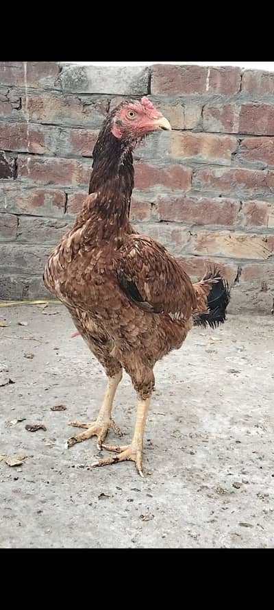 Aseel Sindhi Female /Mian wali