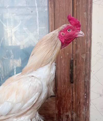 high quality aseel breed chicks