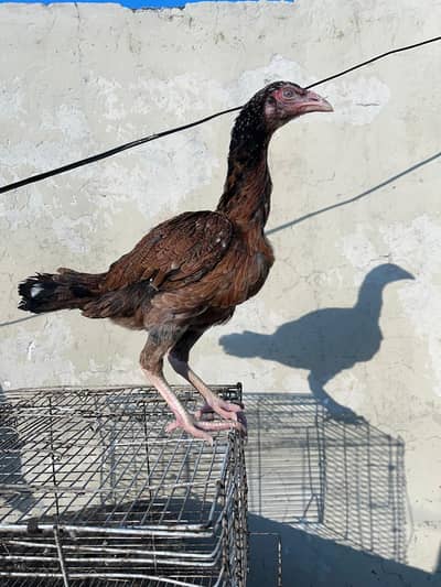 pure aseel batha bathinfor sale top  quality full healthy active