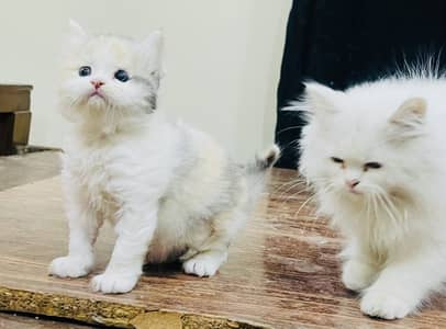 Pure Persian Triple Coated Kittens