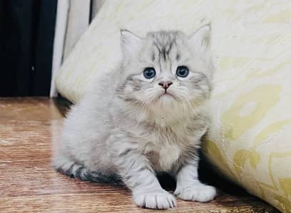 Pure Persian Triple Coated Kittens