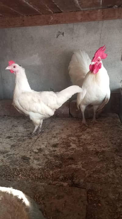 English game breeder pair or bantam breeder male or bantam adult male