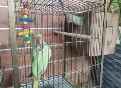 Kashmiri parrot information WhatsApp 0325-74-52-678
