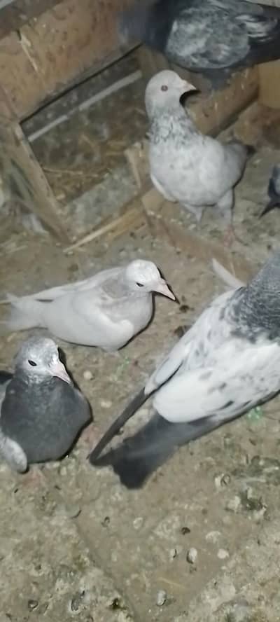 Teddy/ Golden bachy for sale