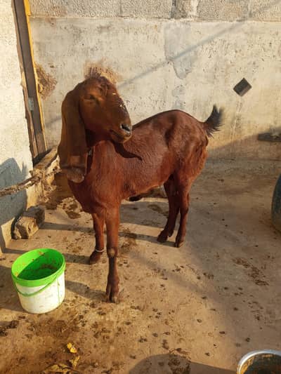 bakri k Sath bacha bi hai