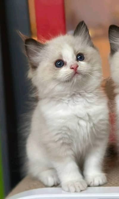 RAGDOLL SCOTTISH FOLD KITTENS FOR SALE( FREE DELIVERY)