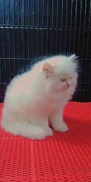 Persian cat for sale male or female my WhatsApp 0321=4351=839