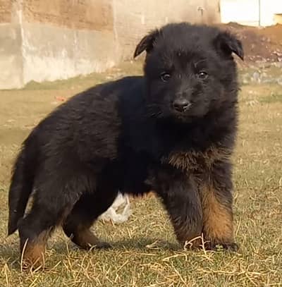 German Shepherd puppies for sale