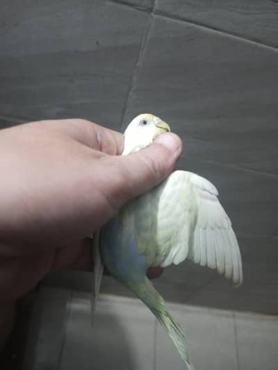 Rainbow Working breeder pair dilute Healty and active