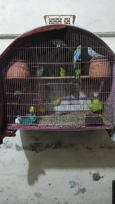 Australian Parrots Full Breeder Pair