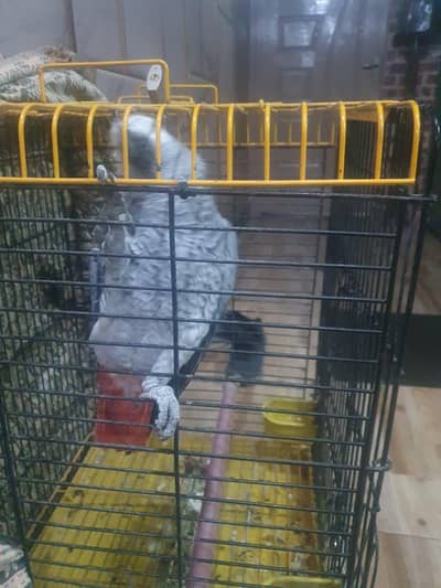 gray parrot