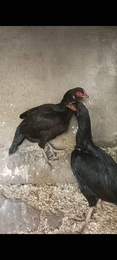 mushki double Hadi pathiya read add