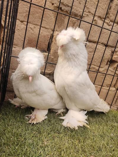 Pigeons Bukhara Breedair Pair