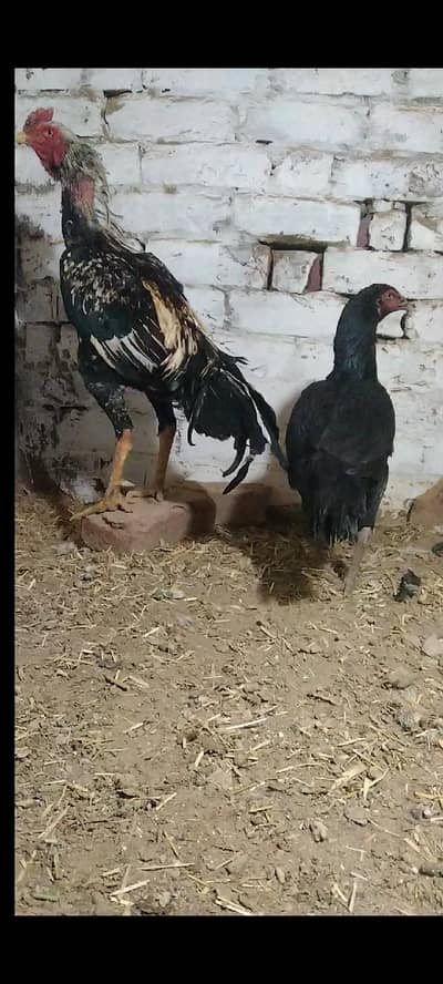 aseel for sale 03426583480