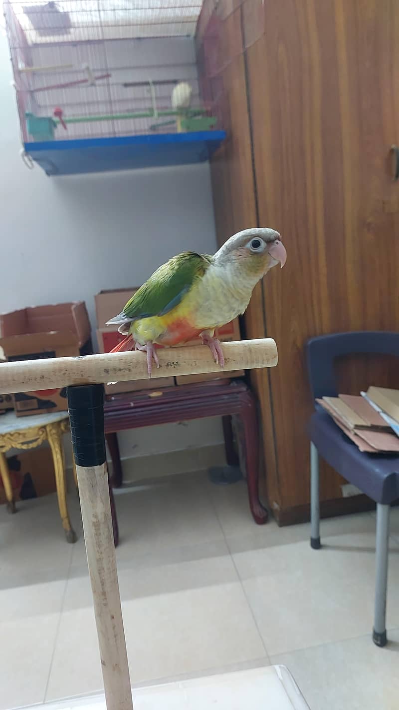 Pineapple Conure and Lutino cream cocktail 3