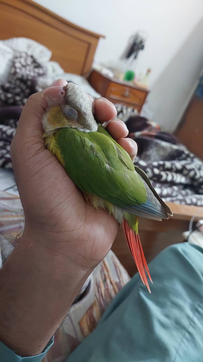 Pineapple Conure and Lutino cream cocktail 4