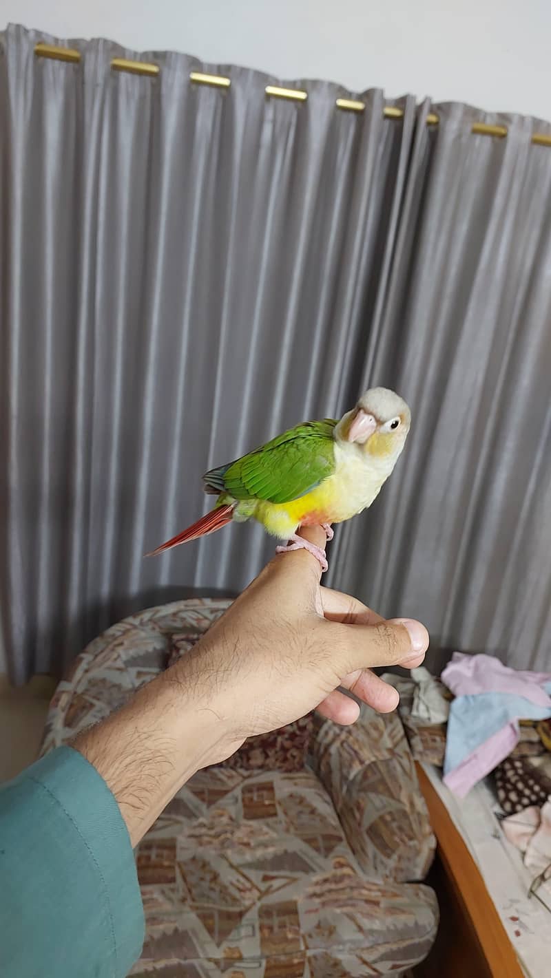 Pineapple Conure and Lutino cream cocktail 1