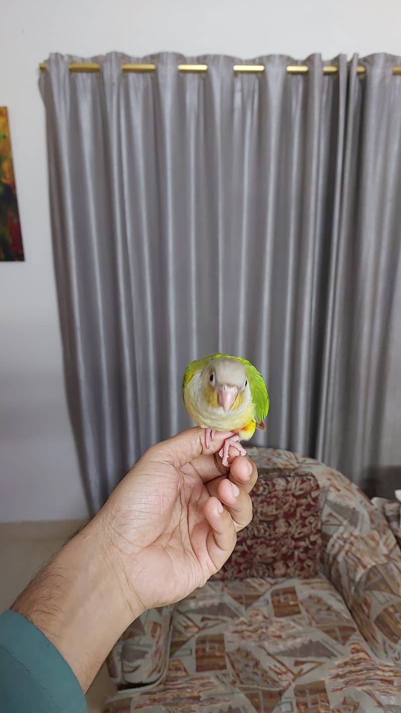 Pineapple Conure and Lutino cream cocktail 5