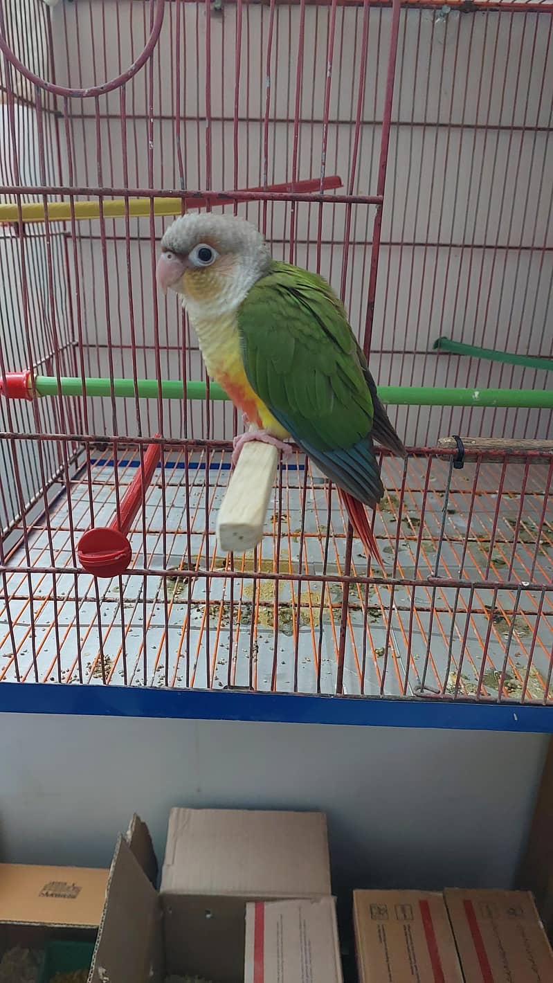 Pineapple Conure and Lutino cream cocktail 6