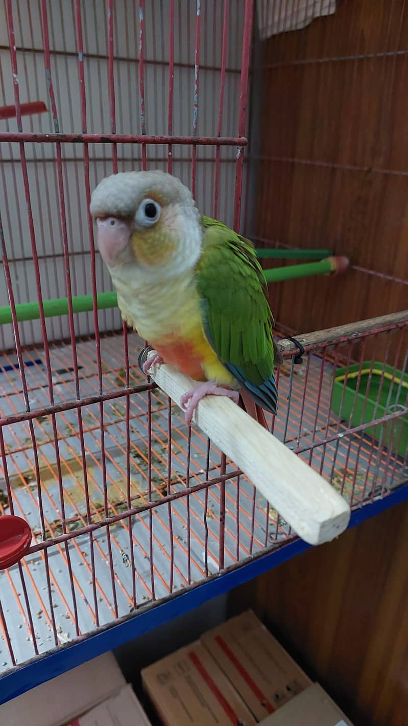 Pineapple Conure and Lutino cream cocktail 2