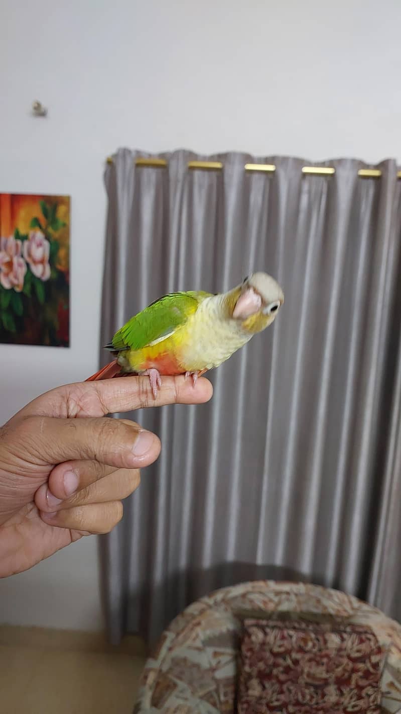 Pineapple Conure and Lutino cream cocktail 7